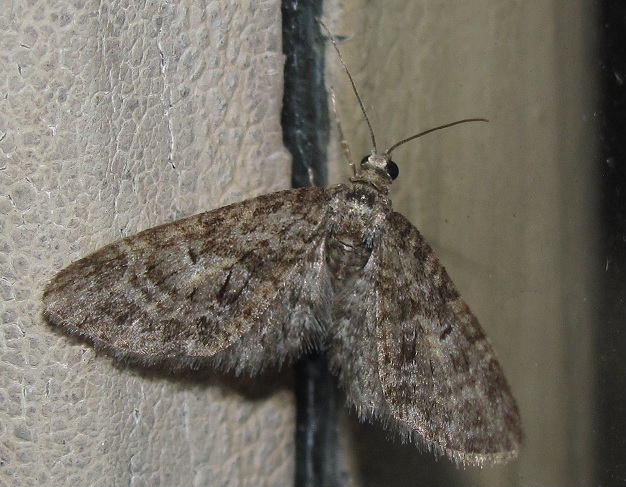 Eupithecia abbreviata (Geometridae?)